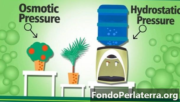 Pressão hidrostática vs. pressão osmótica