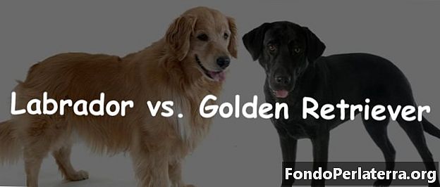 Labrador vs. Golden Retriever