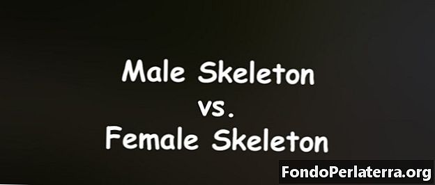 Vyriškas skeletas ir moteriškas skeletas