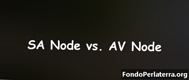 SA Node vs. AV Node