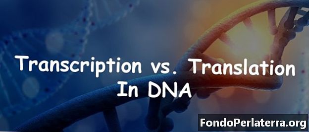 Transkription kontra översättning i DNA