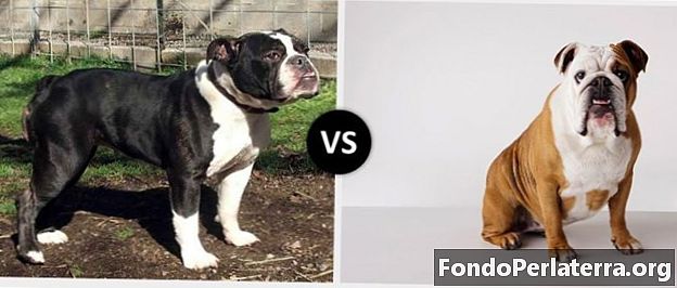 Victorian Bulldog vs. English Bulldog